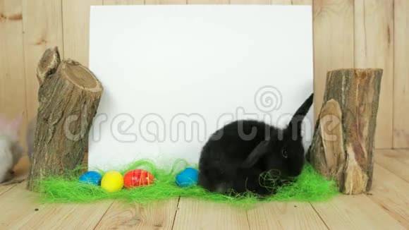 复活节兔子爬在绿色地板上白色背景为文本自由空间为字母视频的预览图