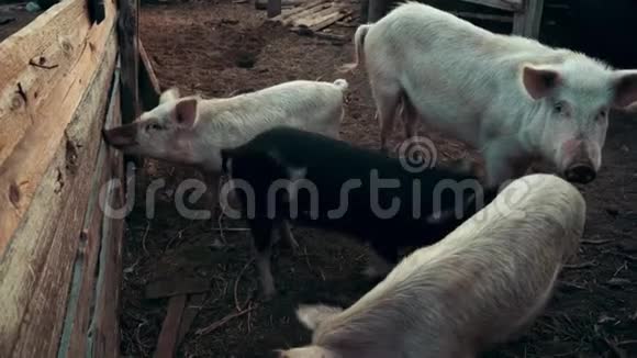 在动物农场的牧场上散步的猪看镜头的猪视频的预览图