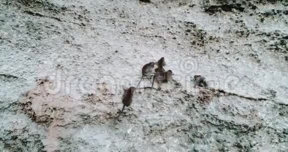 坐在石灰石悬崖上的猴子的鸟瞰图视频的预览图