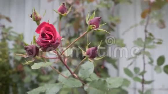 花园里美丽的玫瑰丛万向节视频的预览图
