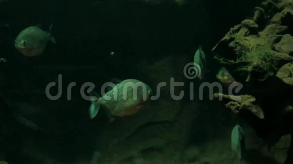 皮兰哈鱼在它们的自然栖息地视频的预览图