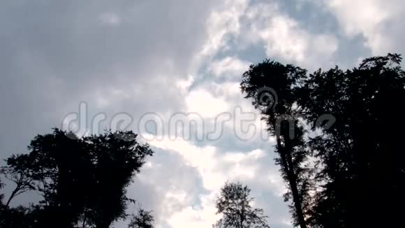 高高的树木上的云视频的预览图