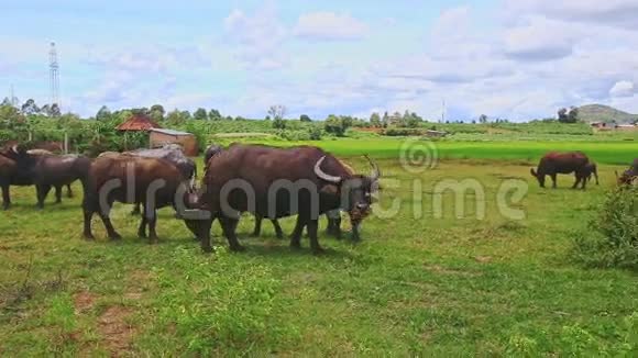 公牛栉风沐雨在青草地上与村庄决裂视频的预览图