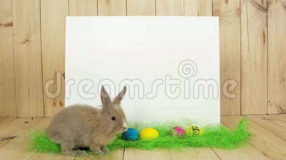 快乐小块复活节兔子爬在绿色的地板上白色背景为文字视频的预览图