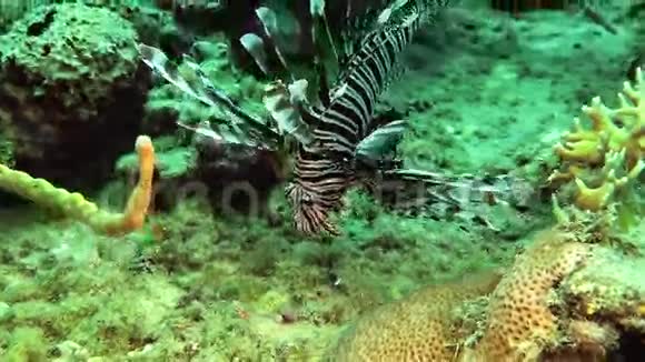 在加勒比海礁上猎狮视频的预览图
