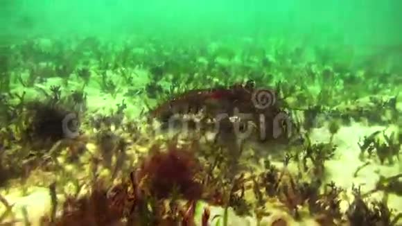 旋转龙虾在加勒比海的海底行走视频的预览图