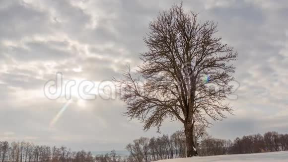 冬天的风景在孤独的树上随着阳光的照射飞云的时间流逝时光流逝视频的预览图