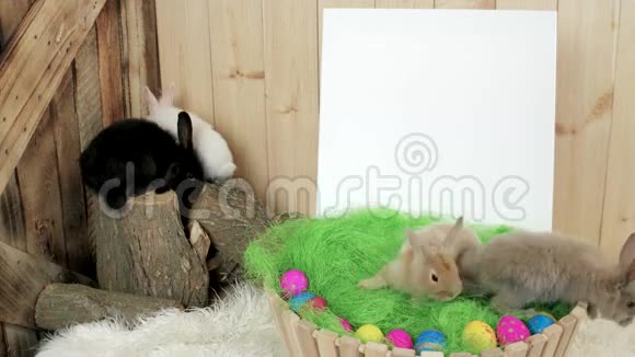 可爱的兔子在木桩上玩得很开心小兔子在篮子里爬行复活节的象征视频的预览图