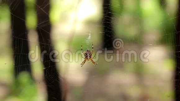 蜘蛛网上的蜘蛛在森林里随风摆动视频的预览图