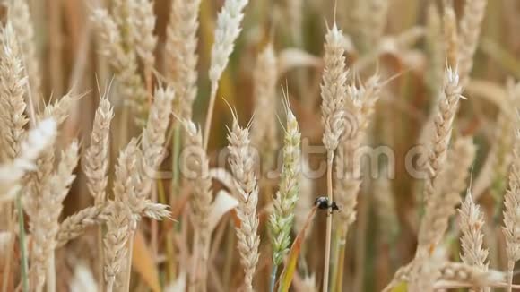 农作物虫害小麦穗粒黑甲虫视频的预览图