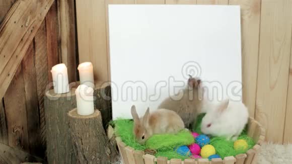 小毛茸茸的兔子玩得很开心复活节兔子爬在绿色的地板上可以自由地画画视频的预览图