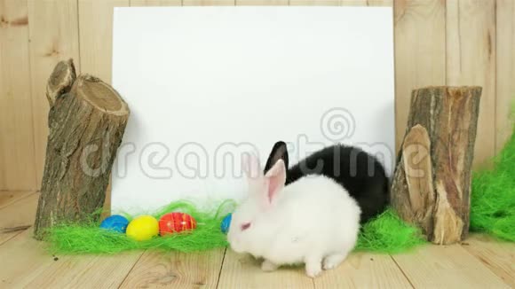 兔子爬在绿色的地板上复活节符号白色背景的文字自由空间的字母视频的预览图