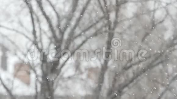 雪花在树的背景下飞舞视频的预览图