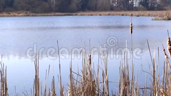 池塘岸边的芦苇视频的预览图