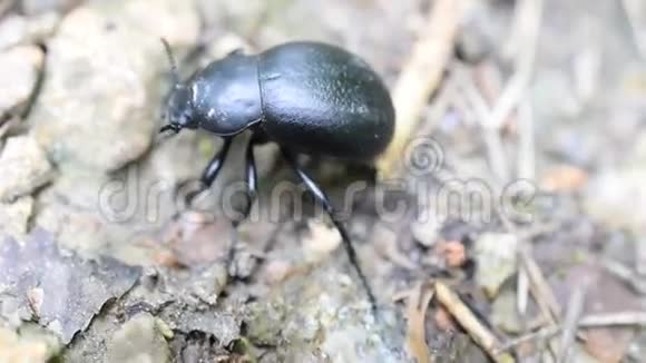 黑甲虫在地上爬行视频的预览图