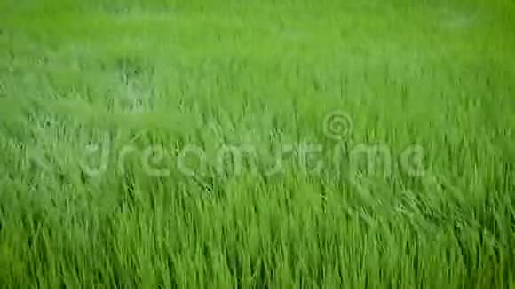 稻株绿景随风摆动视频的预览图