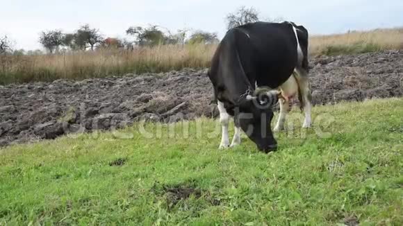 奶牛在田中央放牧系着皮带乌克兰视频的预览图