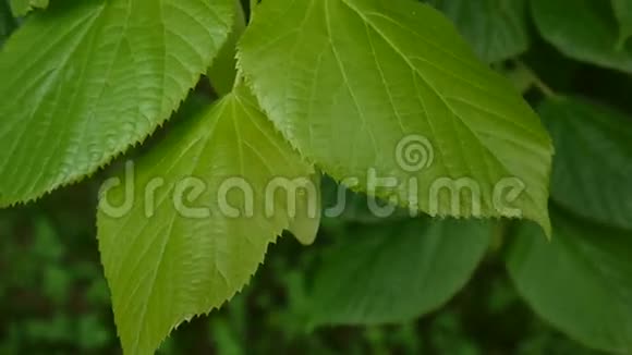 绿色鲜叶青柠树林登在夏天拍摄静态相机1080全高清视频镜头视频的预览图