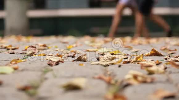 鹅卵石上的秋叶以下拍摄录像视频的预览图