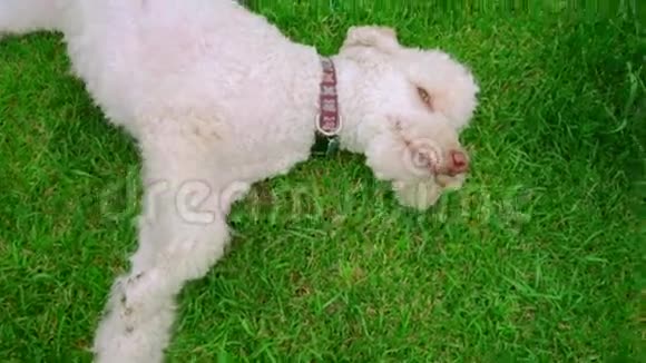 狗躺在草地上嘴里叼着网球狗脸特写视频的预览图
