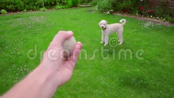 人手抛球狗在玩玩具白色狮子狗追球视频的预览图