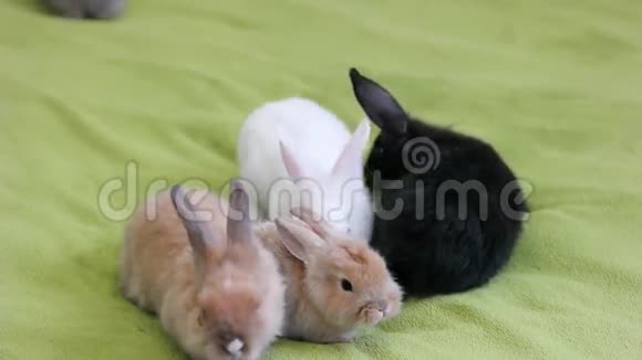 小小的长毛野兔小毛茸茸的小兔子可爱的五颜六色的小动物视频的预览图