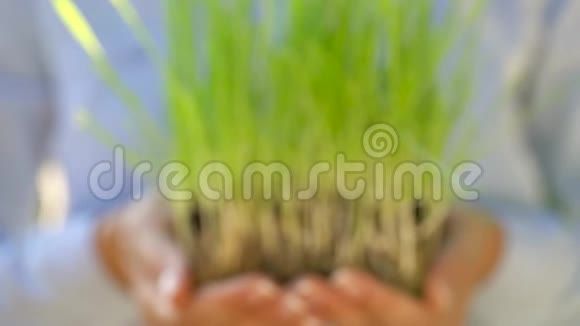 雌手伸出一把长满青草的土增长关怀可持续性保护地球的理念视频的预览图