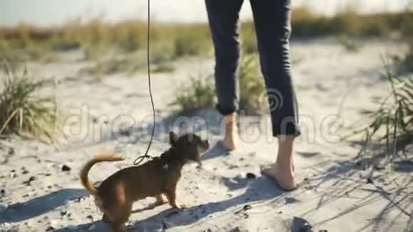 年轻美丽的旅游妇女与吉娃娃狗在岛上散步阳光明媚的一天女性在海滩散步视频的预览图