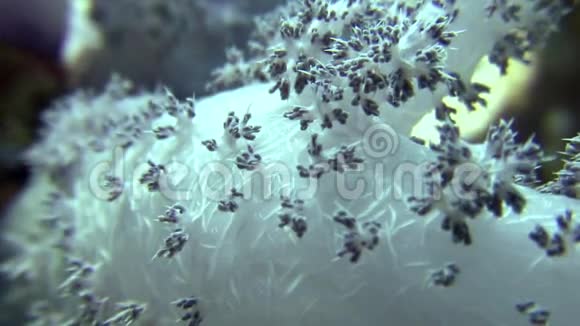 软珊瑚近水下背景海洋景观在红海视频的预览图
