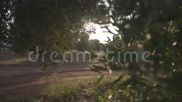 橄榄树枝间的火焰视频的预览图
