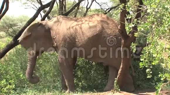 非洲大象在灌木丛中放牧视频的预览图