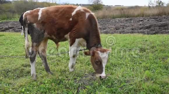 牛在田中央吃草年轻的公牛系着皮带乌克兰视频的预览图