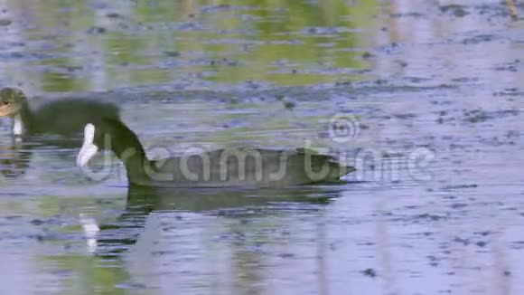 一只鸟在湖中游泳寻找可食用的藻类吃藻类喂养雏鸟视频的预览图