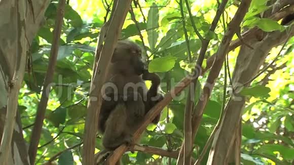 猴子从树上吃昆虫视频的预览图