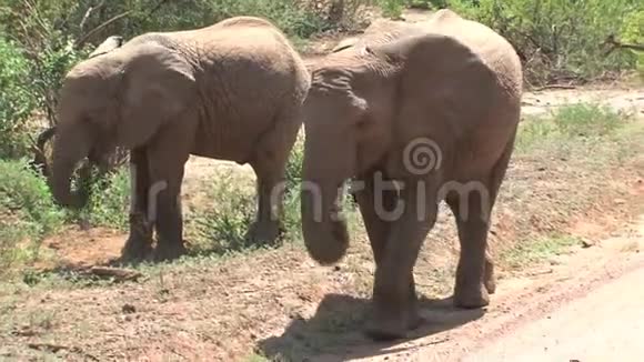 非洲小象在灌木丛中放牧视频的预览图