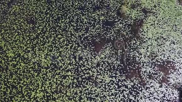 湖中许多睡莲的鸟瞰图池塘莲花的顶景视频的预览图