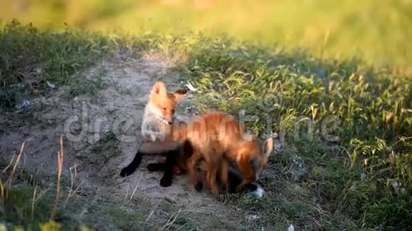 两只小红狐在他们的洞穴附近玩耍视频的预览图