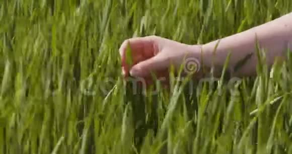 农业妇女手摸农场的小麦作物视频的预览图