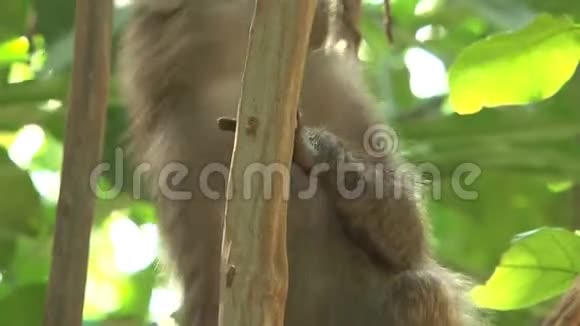 猴子从树上吃昆虫视频的预览图