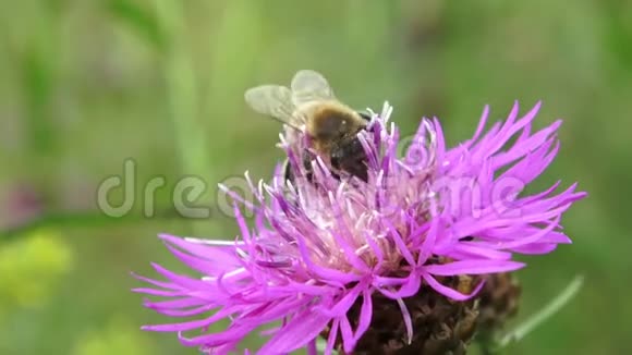 蜜蜂栖息在刚盛开的花朵上视频的预览图