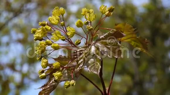 春天盛开的枫树美丽的绿色树枝在风中摆动槭属植物静态拍摄视频的预览图