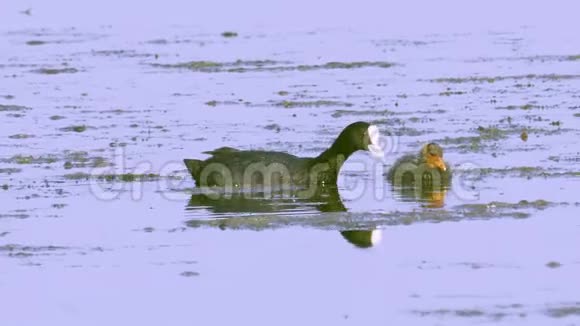 一只野鸟在湖里游泳寻找可食用的藻类吃藻类喂养它的小鸡视频的预览图