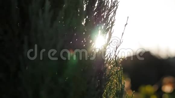阳光透过柏树的枝干照耀视频的预览图