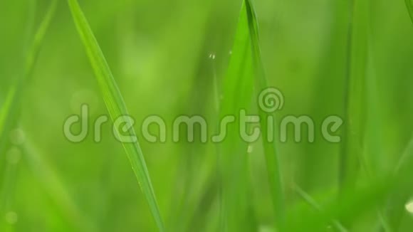 新鲜的青草有露珠的片段绿色草地上有露珠的片段绿色草地上有雨点的片段绿色草地上有露珠的片段视频的预览图