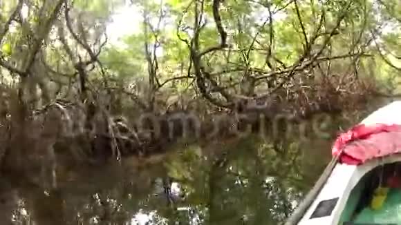 热带森林和红树林视频的预览图