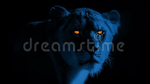 夜晚的狮眼闪烁视频的预览图