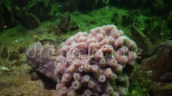 粉红海海海绵在黑海暗礁上视频的预览图