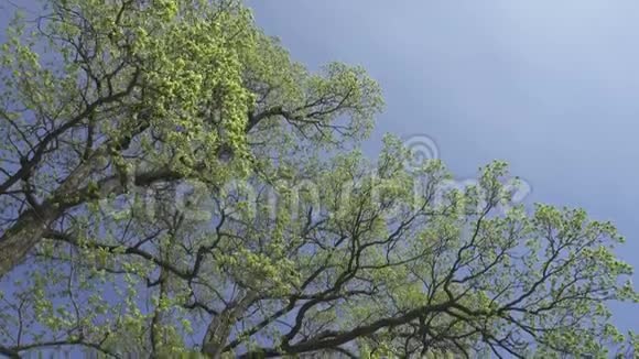 镜头从下方移去一片橡树园在蓝天的背景下长出嫩绿的叶子视频的预览图