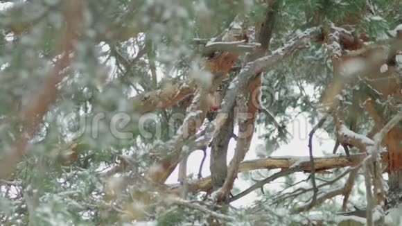 严格保护在死树上工作的白背啄木鸟视频的预览图