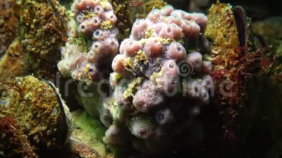 粉红海海海绵在黑海暗礁上视频的预览图